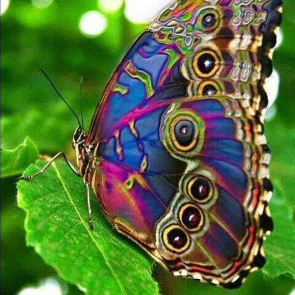 Meet your Posher, Dawn